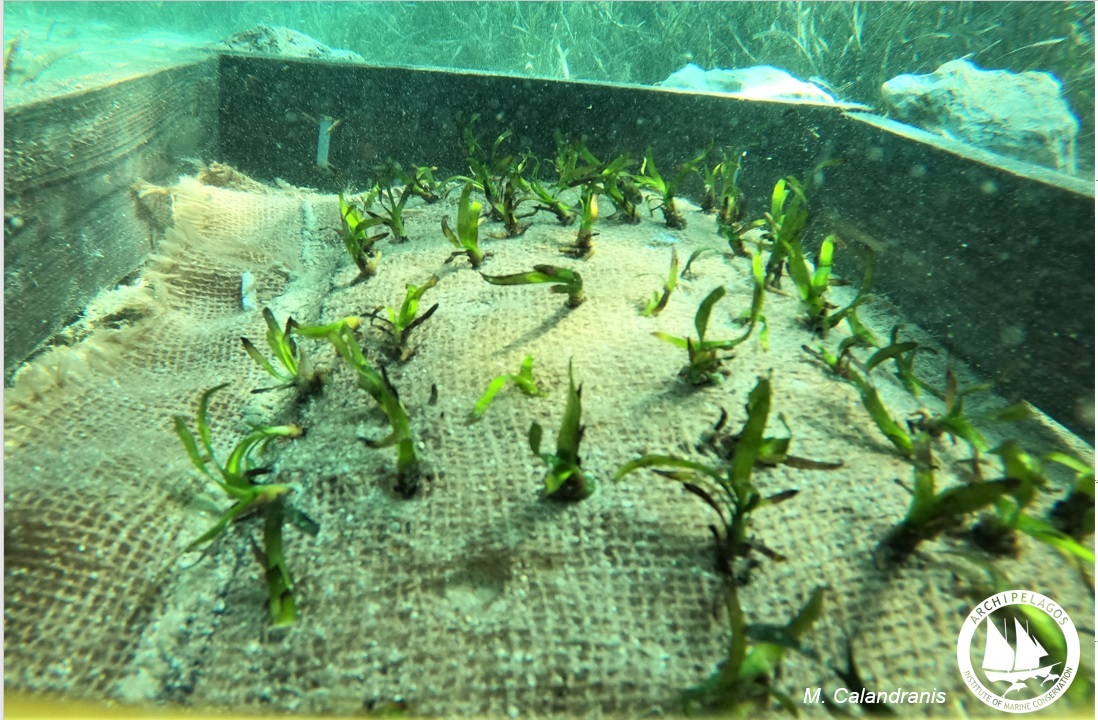 archipelagos planting seagrass seeds