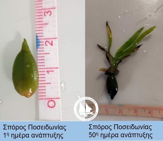 archipelagos posidonia seed growth